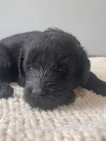 Black Female Orange Collar Black, a female Giant Schnauzer for sale in Saint George, UT – Photo 4 of 10