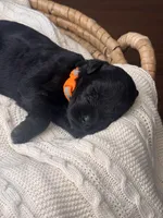 Black Female Orange Collar Black, a female Giant Schnauzer for sale in Saint George, UT – Photo 9 of 10