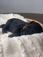 Black Female Orange Collar Black, a female Giant Schnauzer for sale in Saint George, UT – Photo 7 of 10