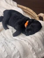 Black Female Orange Collar Black, a female Giant Schnauzer for sale in Saint George, UT – Photo 10 of 10