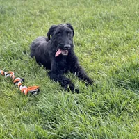 Chief, a male Giant Schnauzer for sale in Saint George, UT – 3 of 10