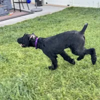 Chief, a male Giant Schnauzer for sale in Saint George, UT – 9 of 10