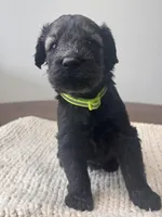 Pepper Salt Female LIme green Collar, a female Giant Schnauzer for sale in Saint George, UT – Photo 3 of 10