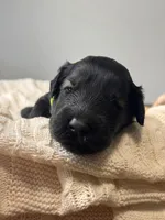 Pepper Salt Female LIme green Collar, a female Giant Schnauzer for sale in Saint George, UT – Photo 7 of 10