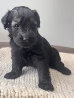 Pepper Salt Female LIme green Collar, a female Giant Schnauzer for sale in Saint George, UT – Photo 2 of 10