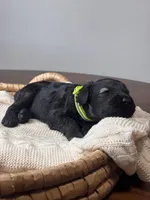 Pepper Salt Female LIme green Collar, a female Giant Schnauzer for sale in Saint George, UT – Photo 5 of 10