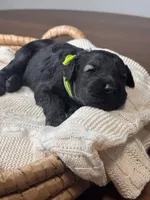 Pepper Salt Female LIme green Collar, a female Giant Schnauzer for sale in Saint George, UT – Photo 8 of 10