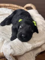 Pepper Salt Female LIme green Collar, a female Giant Schnauzer for sale in Saint George, UT – Photo 9 of 10