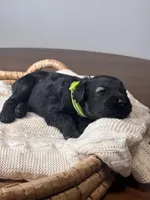 Pepper Salt Female LIme green Collar, a female Giant Schnauzer for sale in Saint George, UT – Photo 10 of 10