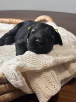Pepper Salt Female LIme green Collar, a female Giant Schnauzer for sale in Saint George, UT – Photo 6 of 10