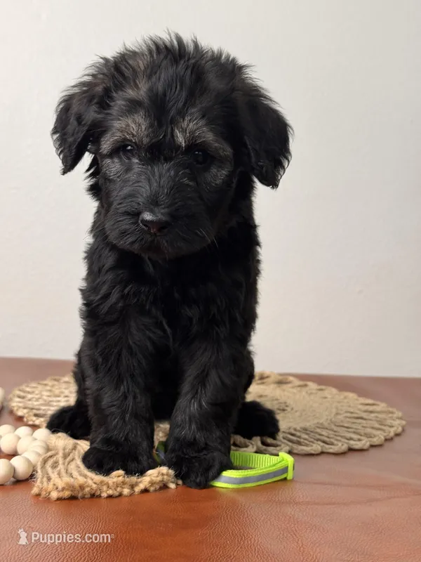 Pepper Salt Female LIme green Collar – Giant Schnauzer puppy for sale in Saint George, UT