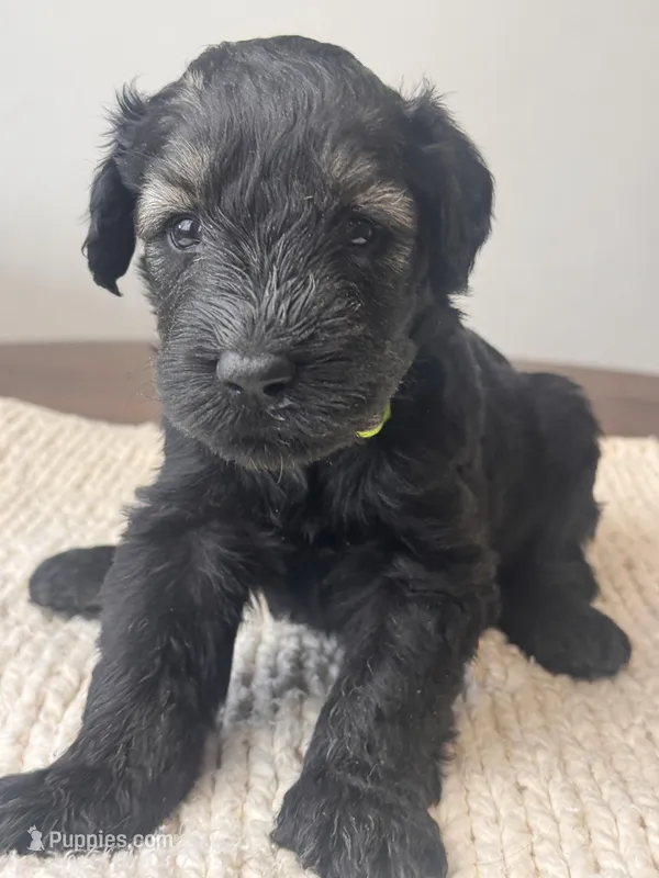 Pepper Salt Female LIme green Collar, a female Giant Schnauzer for sale in Saint George, UT – Photo 1 of 10