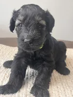 Pepper Salt Female LIme green Collar, a female Giant Schnauzer for sale in Saint George, UT – Photo 1 of 10