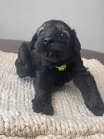 Pepper Salt Female LIme green Collar, a female Giant Schnauzer for sale in Saint George, UT – Photo 4 of 10