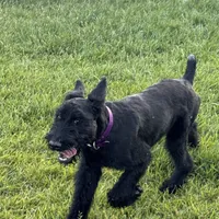 Chief, a male Giant Schnauzer for sale in Saint George, UT – 6 of 10