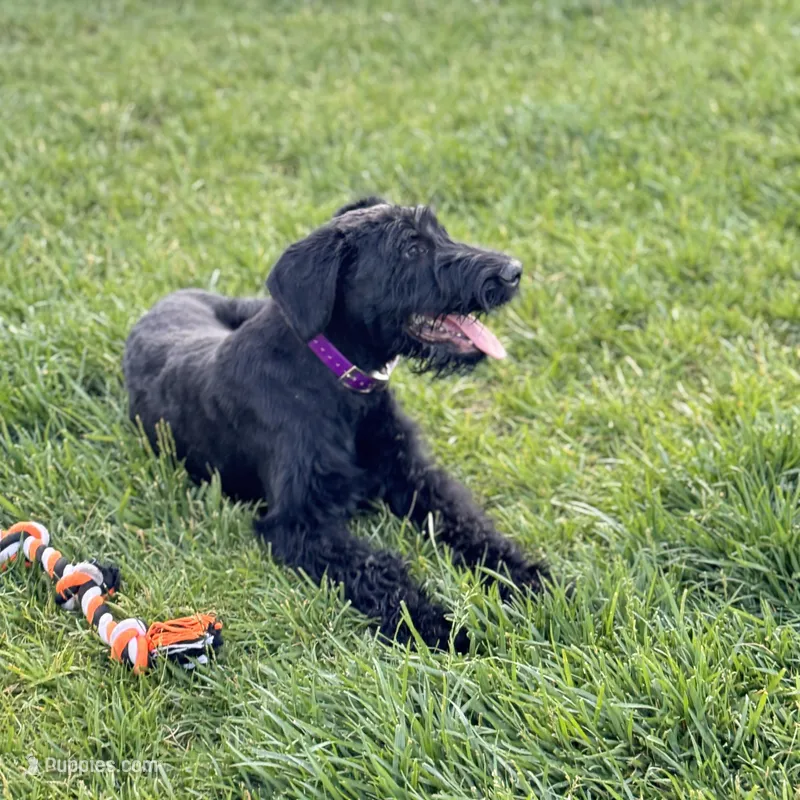 Chief, a male Giant Schnauzer for sale in Saint George, UT – 1 of 10