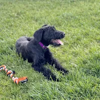 Chief, a male Giant Schnauzer for sale in Saint George, UT – 1 of 10