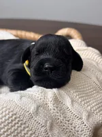 Black Female Yellow collar, a female Giant Schnauzer for sale in Saint George, UT – Photo 9 of 10