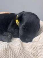 Black Female Yellow collar, a female Giant Schnauzer for sale in Saint George, UT – Photo 5 of 10