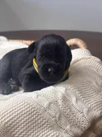 Black Female Yellow collar, a female Giant Schnauzer for sale in Saint George, UT – Photo 4 of 10