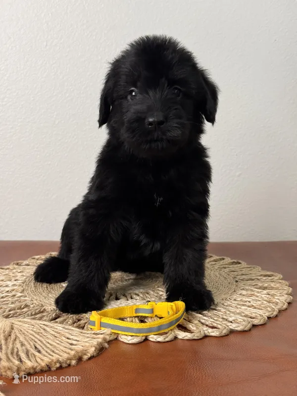 Black Female Yellow collar – Giant Schnauzer puppy for sale in Saint George, UT