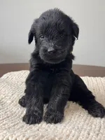 Black Female Yellow collar, a female Giant Schnauzer for sale in Saint George, UT – Photo 2 of 10