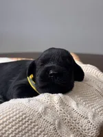 Black Female Yellow collar, a female Giant Schnauzer for sale in Saint George, UT – Photo 8 of 10