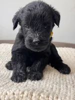 Black Female Yellow collar, a female Giant Schnauzer for sale in Saint George, UT – Photo 3 of 10