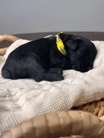Black Female Yellow collar, a female Giant Schnauzer for sale in Saint George, UT – Photo 6 of 10