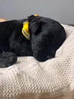 Black Female Yellow collar, a female Giant Schnauzer for sale in Saint George, UT – Photo 7 of 10