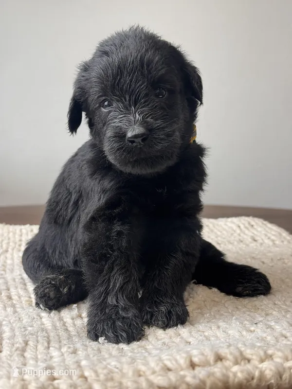 Black Female Yellow collar – Giant Schnauzer puppy for sale in Saint George, UT