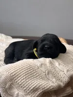 Black Female Yellow collar, a female Giant Schnauzer for sale in Saint George, UT – Photo 10 of 10