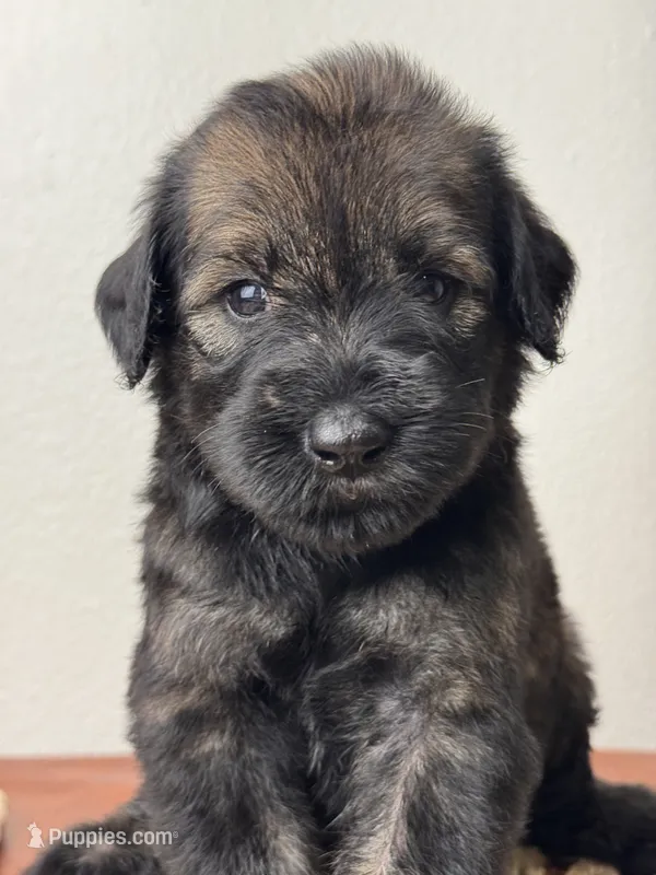 female 4 – Giant Schnauzer puppy for sale in Saint George, UT
