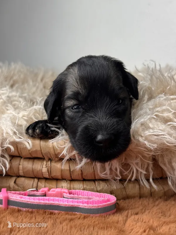 Female 1 – Giant Schnauzer puppy for sale in Saint George, UT