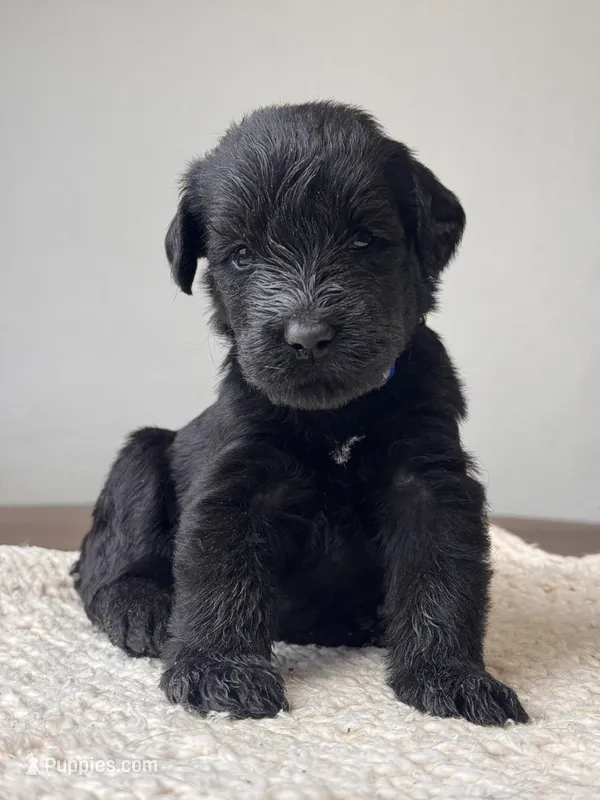 Black Female Blue Collar – Giant Schnauzer puppy for sale in Saint George, UT