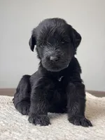 Black Female Blue Collar, a female Giant Schnauzer for sale in Saint George, UT – Photo 1 of 10