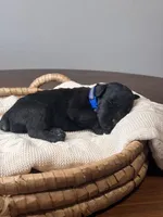 Black Female Blue Collar, a female Giant Schnauzer for sale in Saint George, UT – Photo 8 of 10