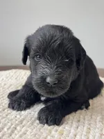 Black Female Blue Collar, a female Giant Schnauzer for sale in Saint George, UT – Photo 3 of 10