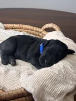 Black Female Blue Collar, a female Giant Schnauzer for sale in Saint George, UT – Photo 10 of 10