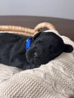 Black Female Blue Collar, a female Giant Schnauzer for sale in Saint George, UT – Photo 5 of 10