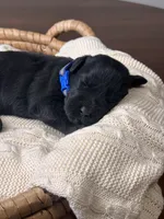 Black Female Blue Collar, a female Giant Schnauzer for sale in Saint George, UT – Photo 9 of 10