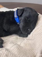 Black Female Blue Collar, a female Giant Schnauzer for sale in Saint George, UT – Photo 7 of 10