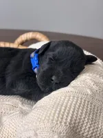 Black Female Blue Collar, a female Giant Schnauzer for sale in Saint George, UT – Photo 6 of 10