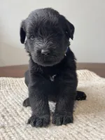 Black Female Blue Collar, a female Giant Schnauzer for sale in Saint George, UT – Photo 2 of 10