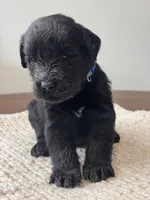 Black Female Blue Collar, a female Giant Schnauzer for sale in Saint George, UT – Photo 4 of 10
