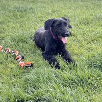 Chief, a male Giant Schnauzer for sale in Saint George, UT – 2 of 10