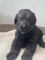 Pepper salt female sky blue collar, a female Giant Schnauzer for sale in Saint George, UT – Photo 1 of 10