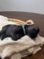 Pepper salt female sky blue collar, a female Giant Schnauzer for sale in Saint George, UT – Photo 7 of 10