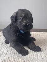 Pepper salt female sky blue collar, a female Giant Schnauzer for sale in Saint George, UT – Photo 3 of 10