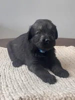 Pepper salt female sky blue collar, a female Giant Schnauzer for sale in Saint George, UT – Photo 5 of 10